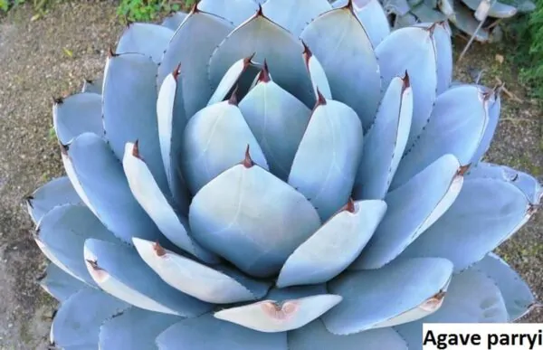 Agave parryi subsp. parryi - Parrys Agave - Image 11