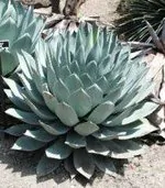 Agave parryi subsp. parryi - Parrys Agave - Image 12