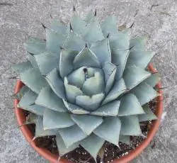 Agave parryi subsp. parryi - Parrys Agave - Image 13