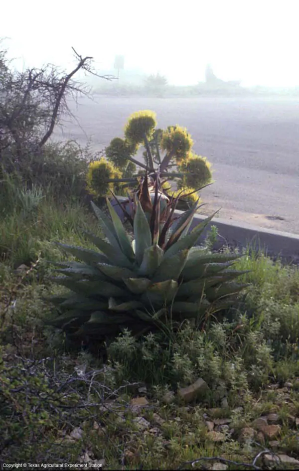 Agave parryi subsp. parryi - Parrys Agave - Image 14