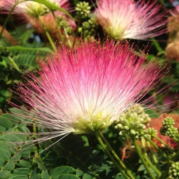 Albizia saman - Monkey Pod Rain Tree