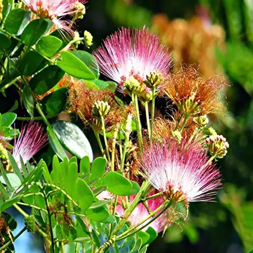 Albizia saman - Monkey Pod Rain Tree - Image 2