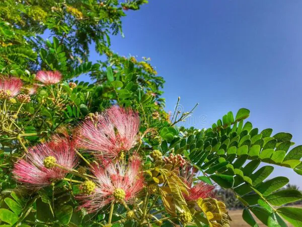 Albizia saman - Monkey Pod Rain Tree - Image 3