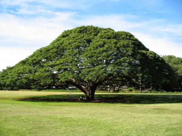 Albizia saman - Monkey Pod Rain Tree - Image 4