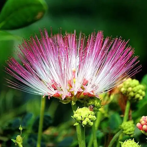 Albizia saman - Monkey Pod Rain Tree - Image 6