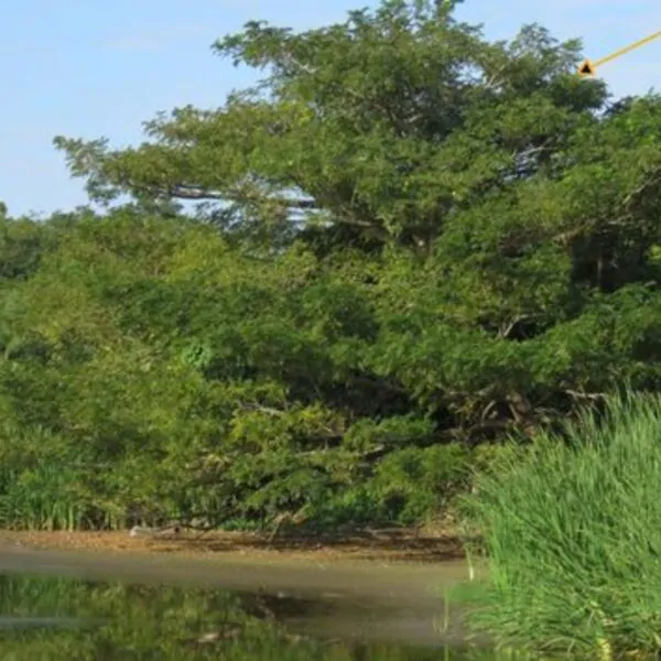 Albizia saman - Monkey Pod Rain Tree - Image 7