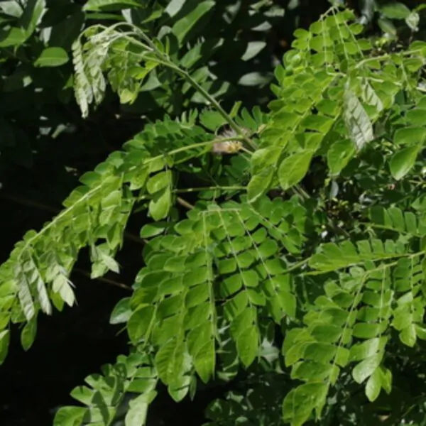 Albizia saman - Monkey Pod Rain Tree - Image 8