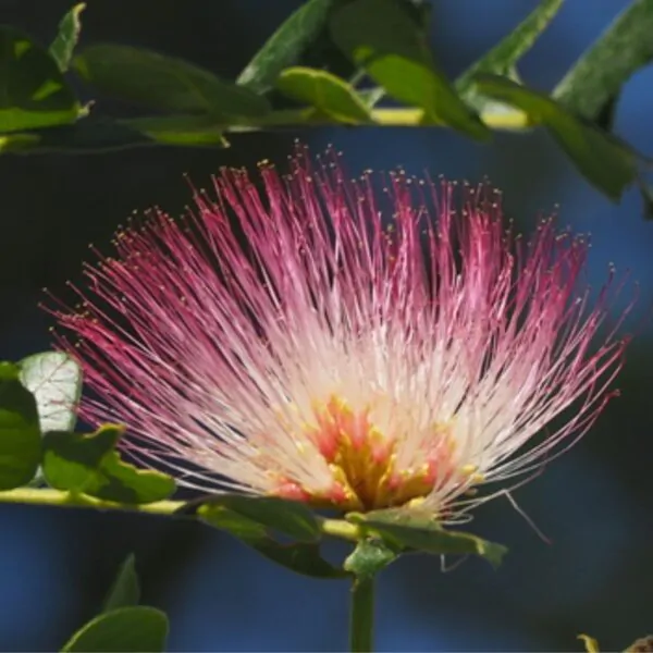 Albizia saman - Monkey Pod Rain Tree - Image 9