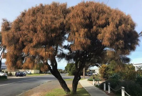 Allocasuarina verticillata - Drooping Sheoak