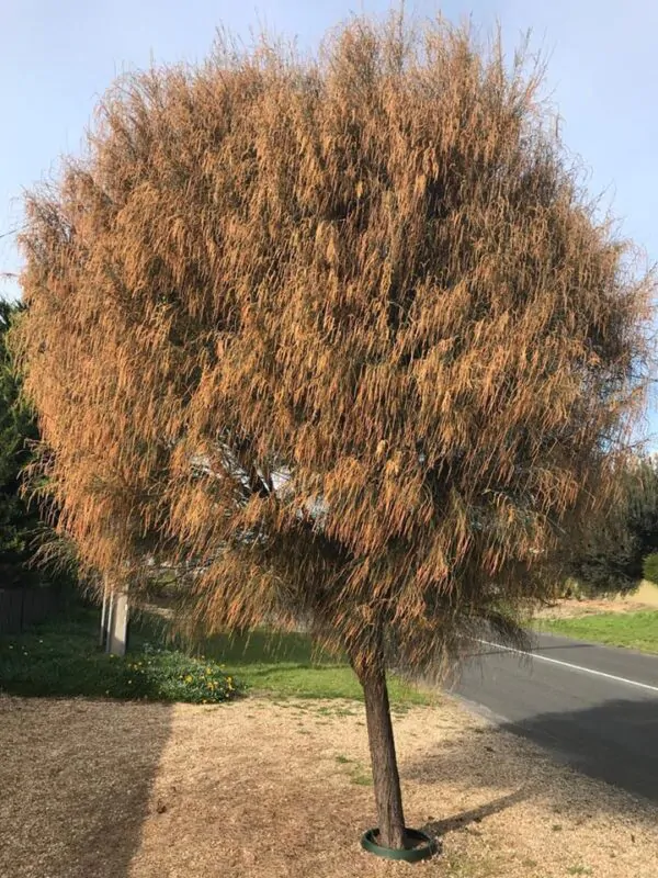 Allocasuarina verticillata - Drooping Sheoak - Image 2