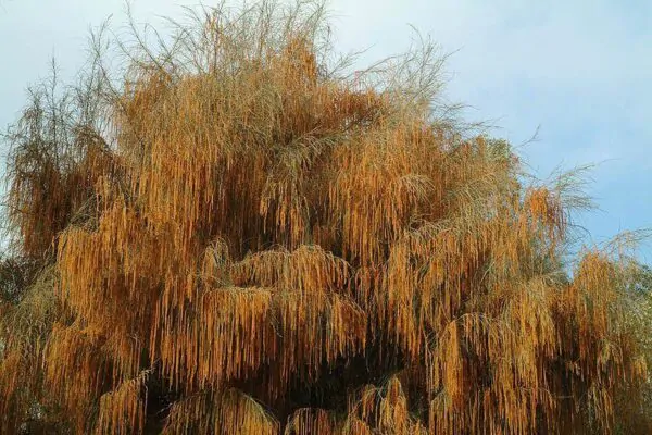 Allocasuarina verticillata - Drooping Sheoak - Image 3