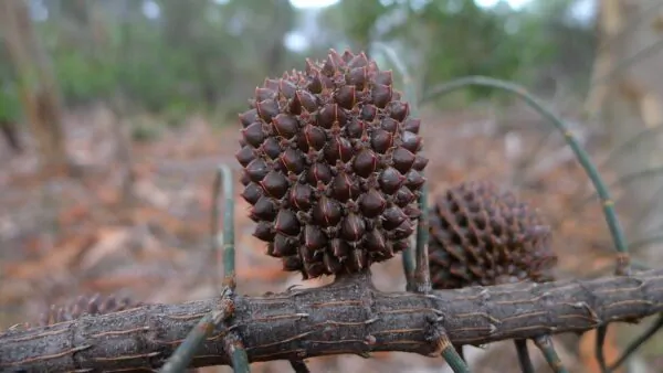 Allocasuarina verticillata - Drooping Sheoak - Image 4