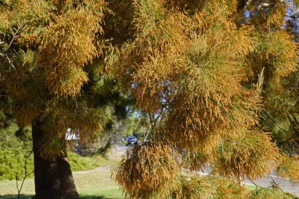 Allocasuarina verticillata - Drooping Sheoak - Image 5