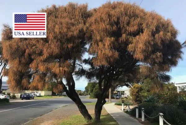 Allocasuarina verticillata - Drooping Sheoak - Image 6