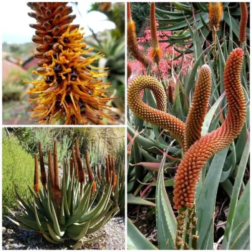 Aloe castanea - Cats Tail Aloe