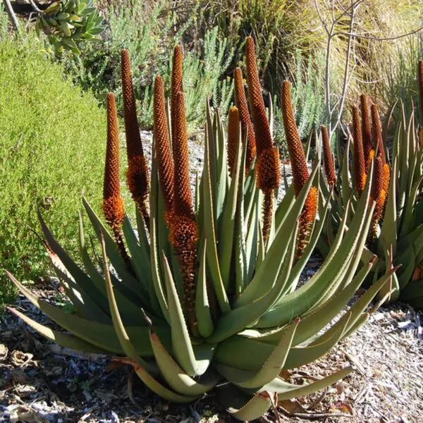 Aloe castanea - Cats Tail Aloe - Image 2