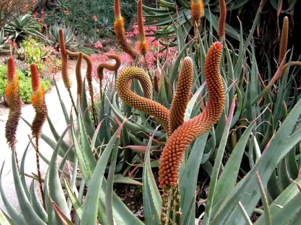 Aloe castanea - Cats Tail Aloe - Image 3