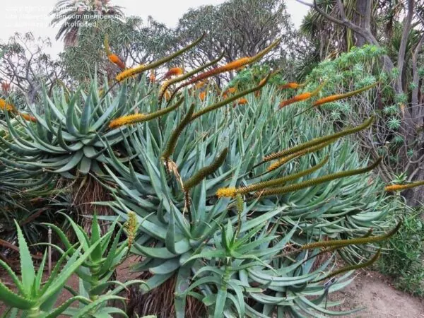 Aloe castanea - Cats Tail Aloe - Image 4