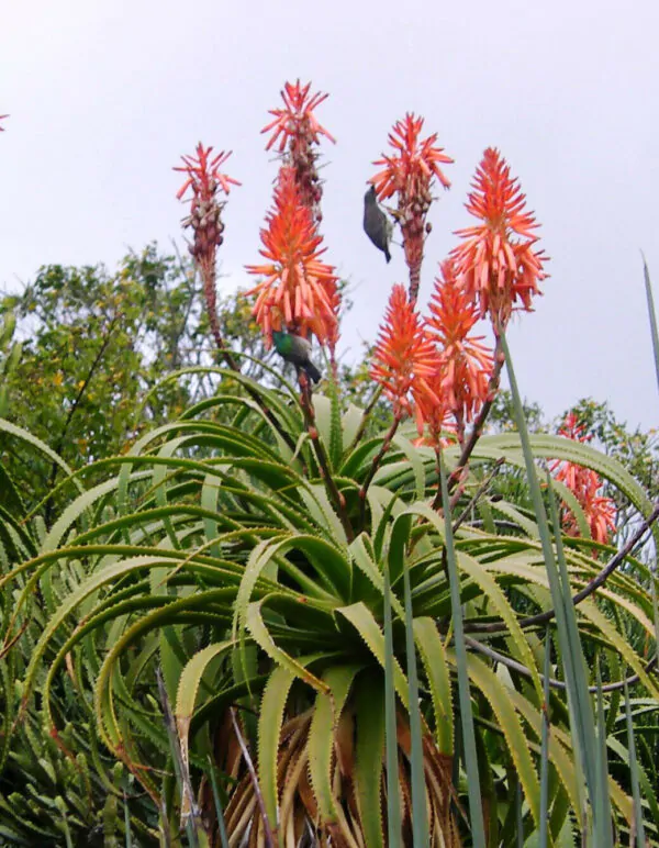 Aloe pluridens - French Aloe