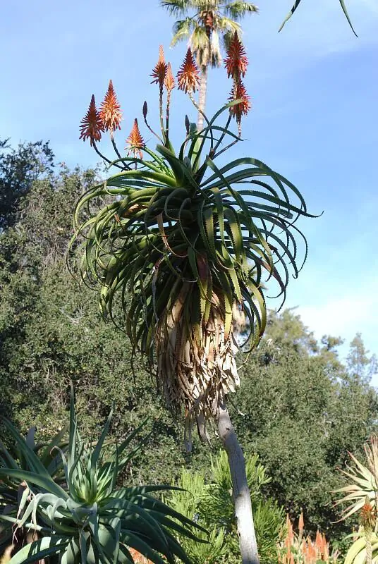 Aloe pluridens - French Aloe - Image 2