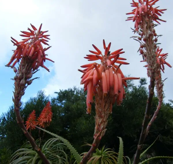 Aloe pluridens - French Aloe - Image 4