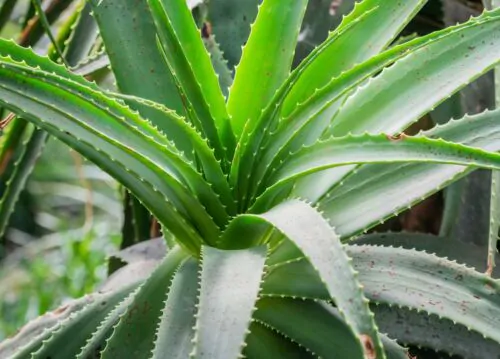 Aloe pluridens - French Aloe - Image 5