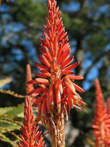 Aloe pluridens - French Aloe - Image 6