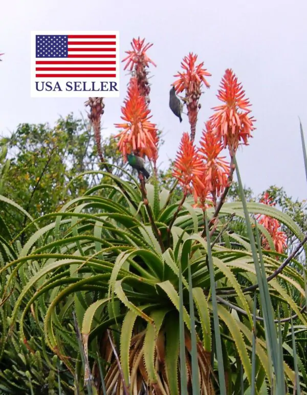 Aloe pluridens - French Aloe - Image 7