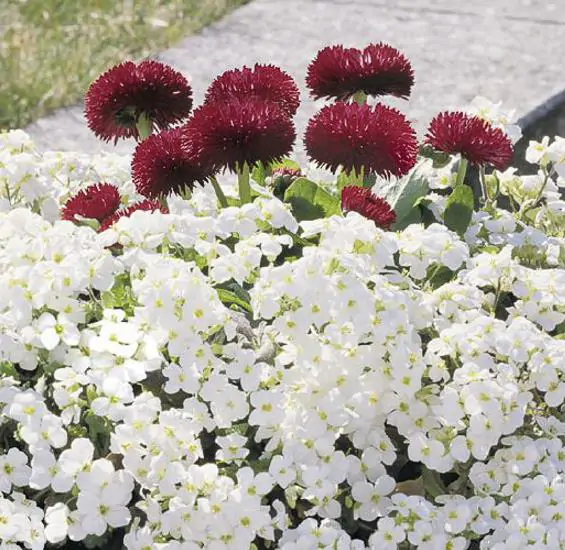 Arabis alpina caucasica Compacta Snowfix - Caucasus rock cress - Image 2