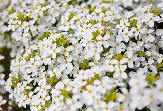 Arabis alpina caucasica Compacta Snowfix - Caucasus rock cress - Image 5