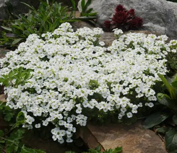 Arabis alpina caucasica Compacta Snowfix - Caucasus rock cress - Image 6