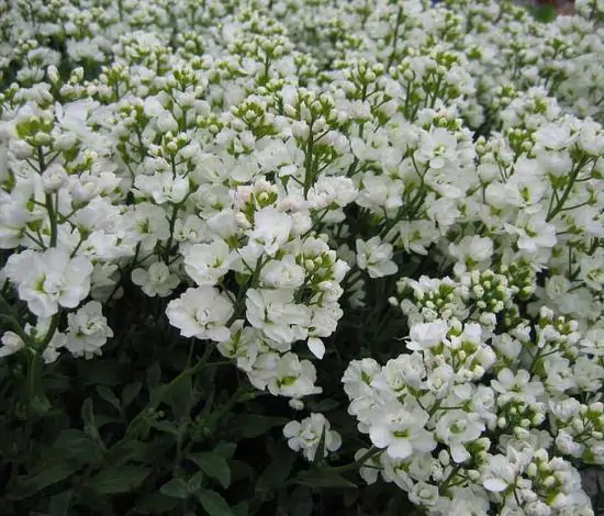 Arabis alpina caucasica Compacta Snowfix - Caucasus rock cress - Image 7