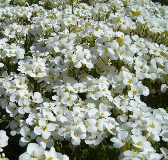 Arabis alpina caucasica Compacta Snowfix - Caucasus rock cress - Image 8