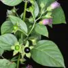 Atropa belladonna - Deadly Nightshade, Atropa Belladonna - Image 5