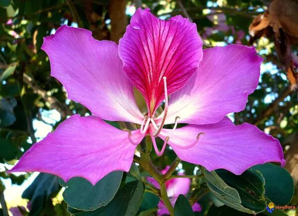 Bauhinia purpurea - Purple Orchid Tree