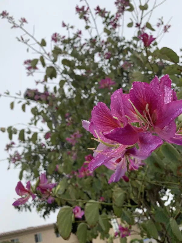 Bauhinia purpurea - Purple Orchid Tree - Image 2