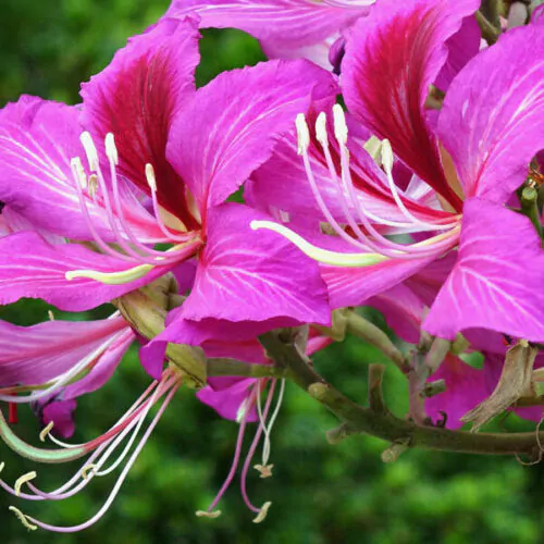 Bauhinia purpurea - Purple Orchid Tree - Image 3