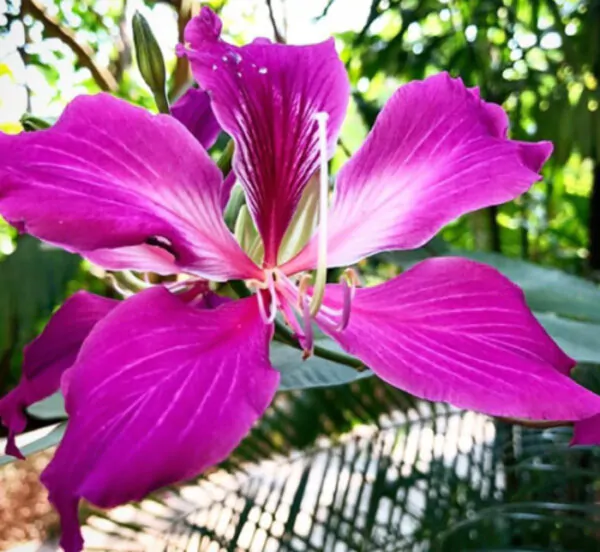 Bauhinia purpurea - Purple Orchid Tree - Image 4