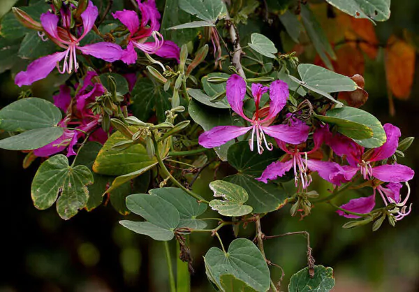 Bauhinia purpurea - Purple Orchid Tree - Image 5