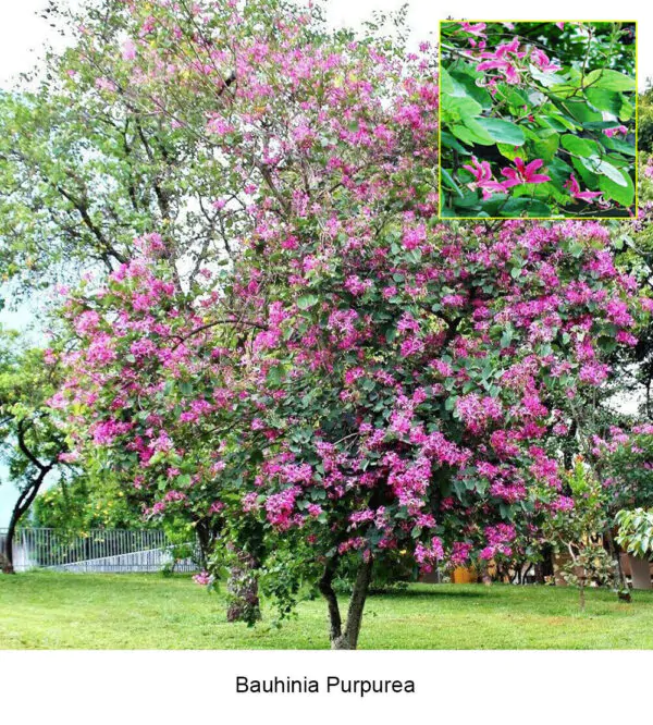 Bauhinia purpurea - Purple Orchid Tree - Image 6