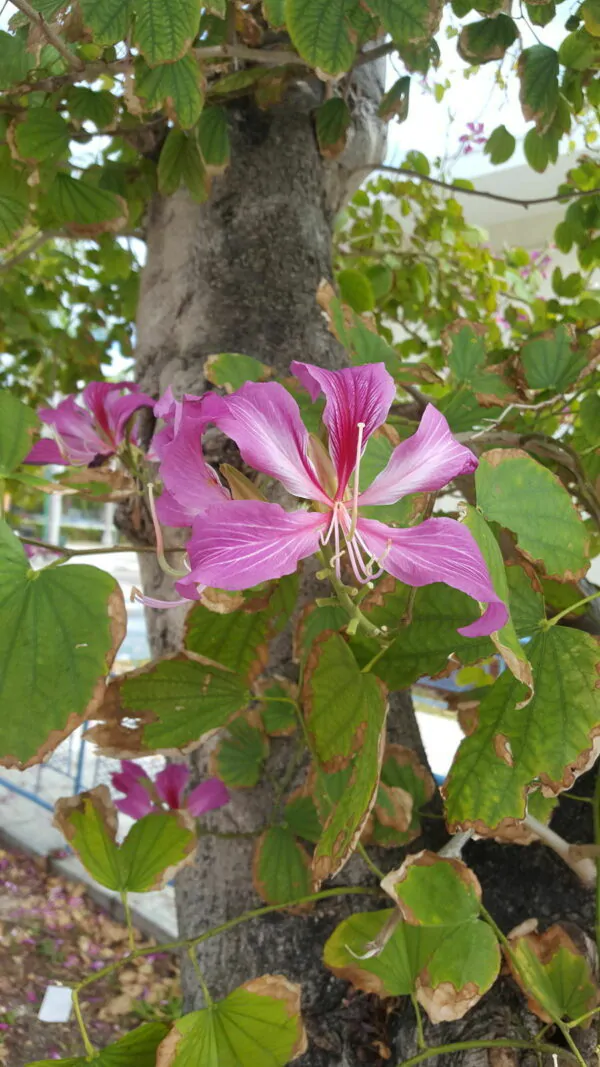 Bauhinia purpurea - Purple Orchid Tree - Image 7