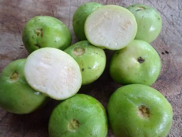 Benincasa fistulosa -  Ash Gourd, White Wax Winter Melon, Tinda - Image 5