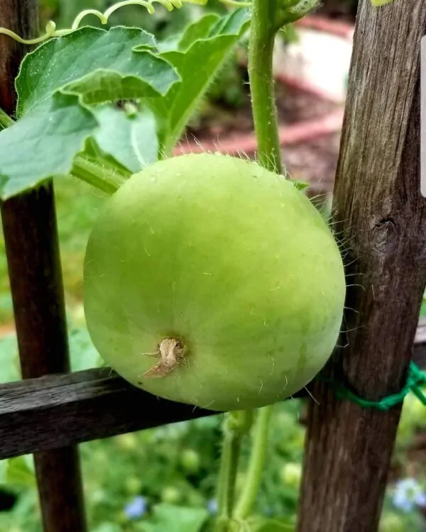 Benincasa fistulosa -  Ash Gourd, White Wax Winter Melon, Tinda - Image 7