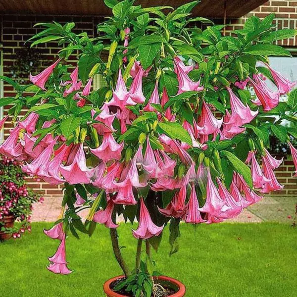 Brugmansia suaveolens var. pink - Pink Angel’s Trumpets