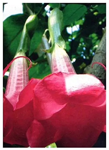 Brugmansia suaveolens var. pink - Pink Angel’s Trumpets - Image 3