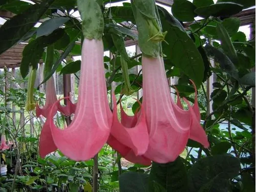 Brugmansia suaveolens var. pink - Pink Angel’s Trumpets - Image 4