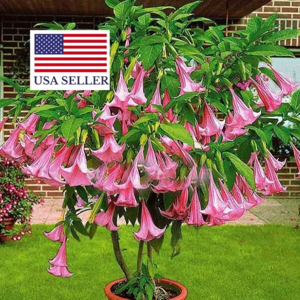 Brugmansia suaveolens var. pink - Pink Angel’s Trumpets - Image 6