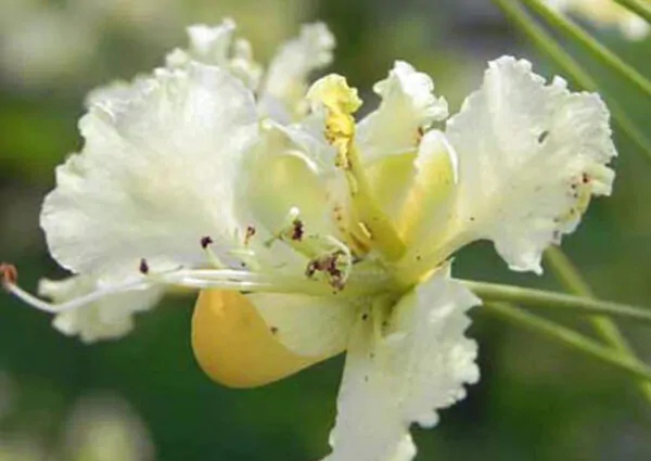 Caesalpinia pulcherrima var. white - White Dwarf Poinciana, Pride of Barbados, Bird of Paradise, Peacock Flower - Image 2