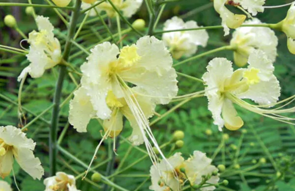 Caesalpinia pulcherrima var. white - White Dwarf Poinciana, Pride of Barbados, Bird of Paradise, Peacock Flower - Image 3