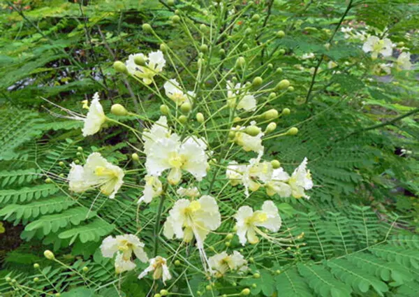 Caesalpinia pulcherrima var. white - White Dwarf Poinciana, Pride of Barbados, Bird of Paradise, Peacock Flower - Image 4